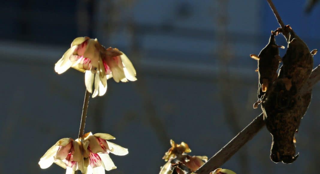 Blüten und alte Samenkapseln von einem Winterblüten Strauch.