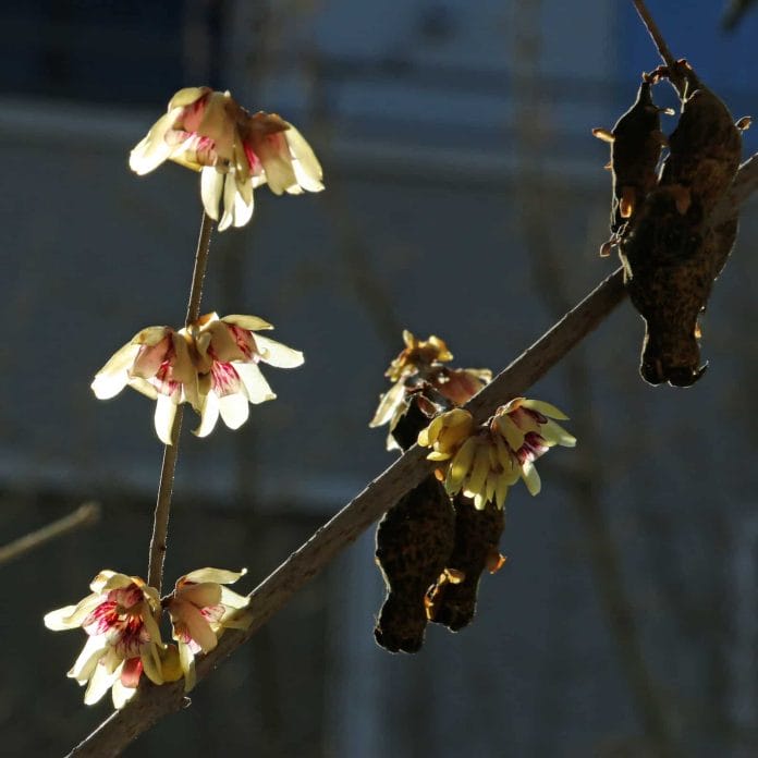 Blüten und alte Samenkapseln von einem Winterblüten Strauch.