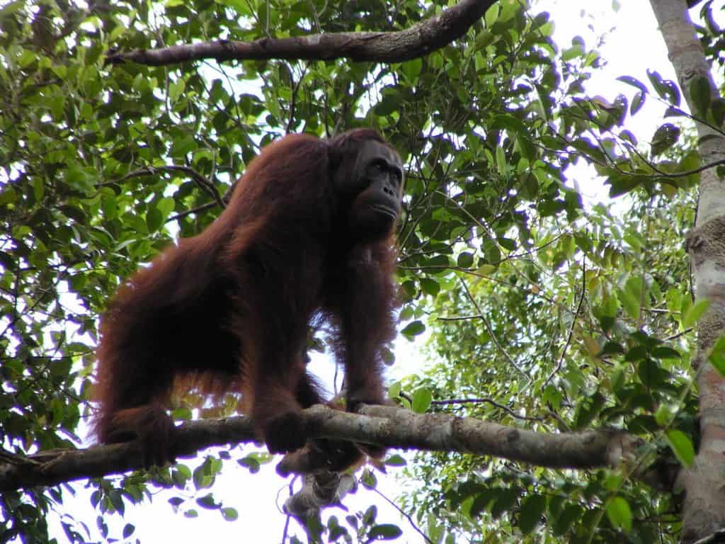 Die orang-Utans sind bedroht.