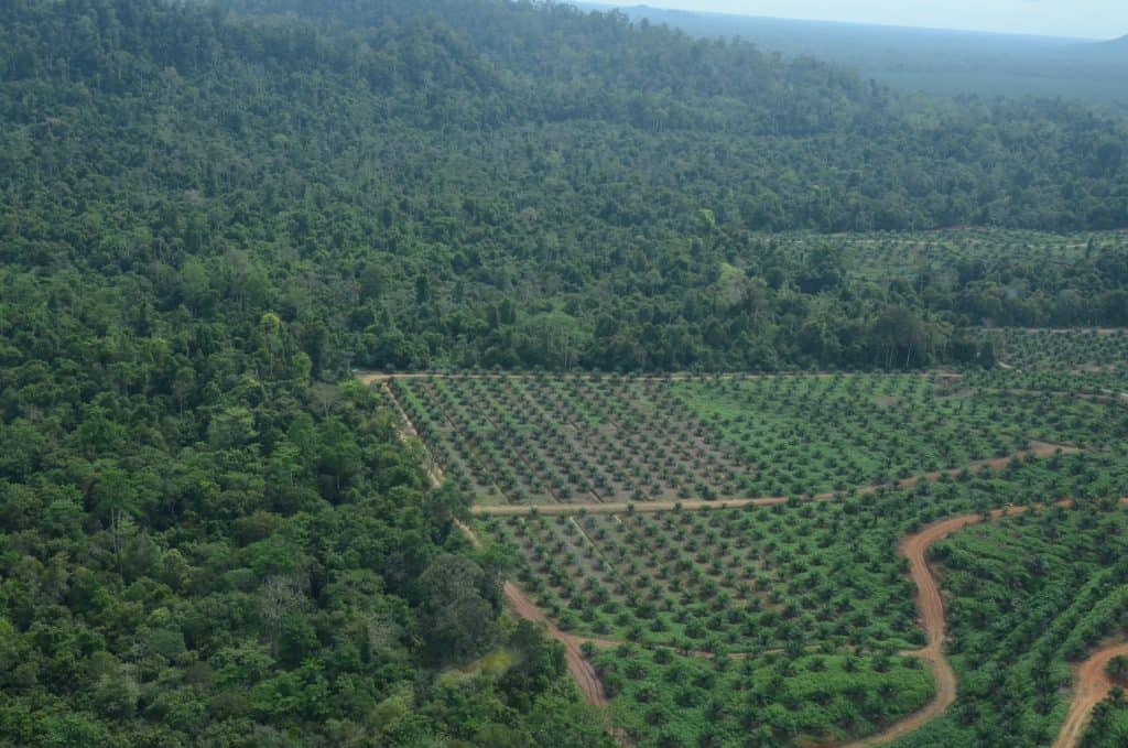 Der Lebensraum der Orang-Utans wird zunehmend zerstört, hier durch eine Palmölplantage.