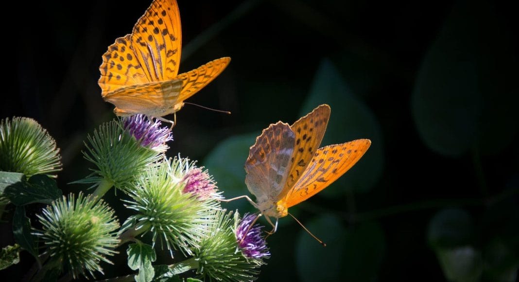 Zwei Schmetterling sitzen auf Distelblüten