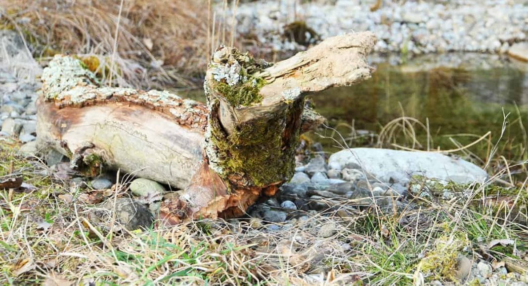 Totholz in Form eines Krokodiles.