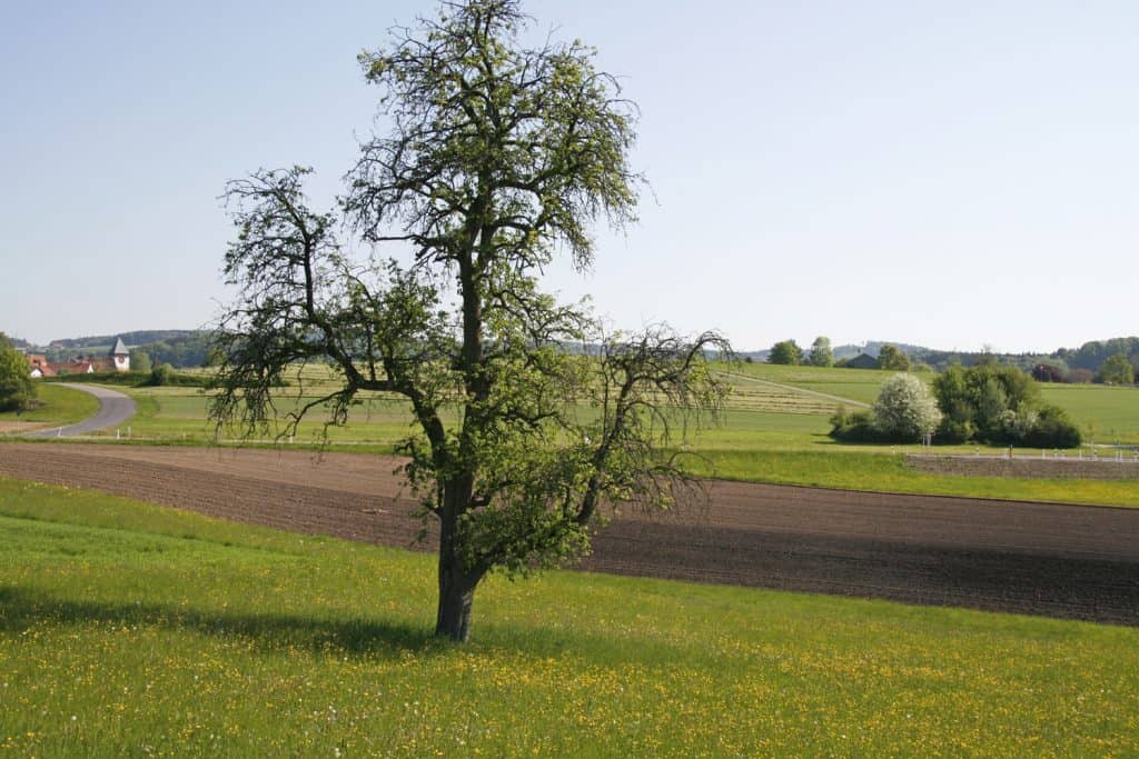 Birnbaum im Feld.
