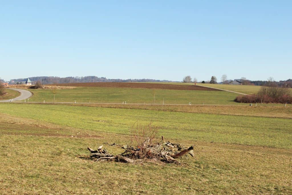 Nur noch das Totholz liegt im Feld.