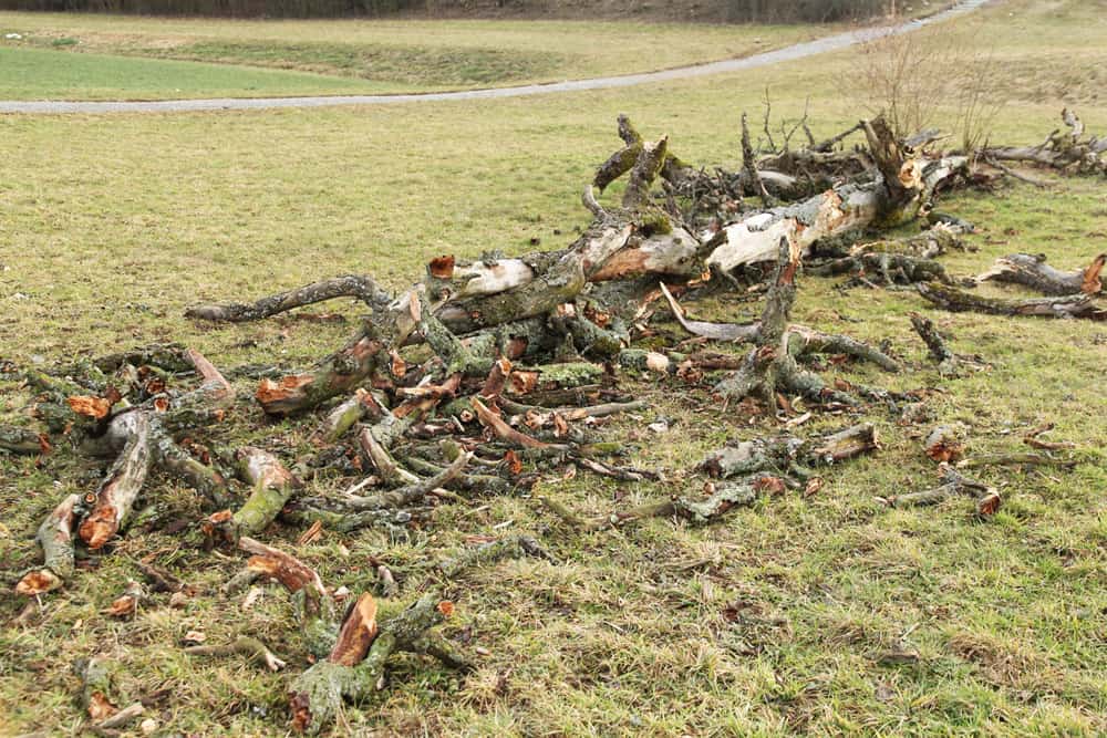 Baum liegt in Stücke am Boden.