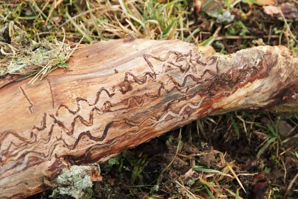 Käfergang im Holz.