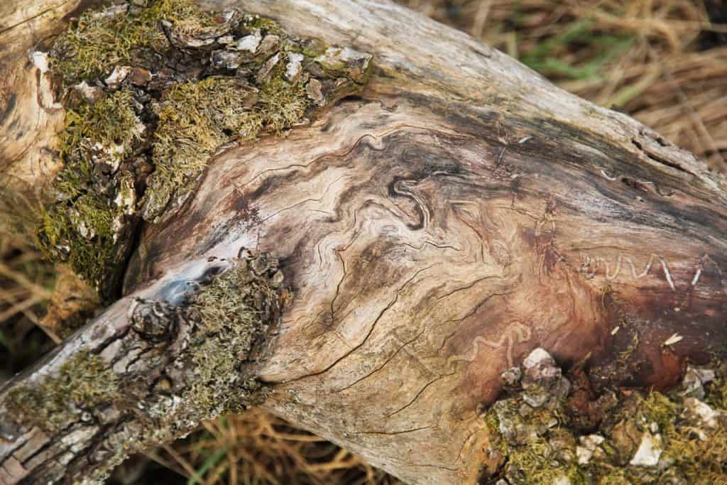 Zeichnungen, Frassspuren im Totholz.