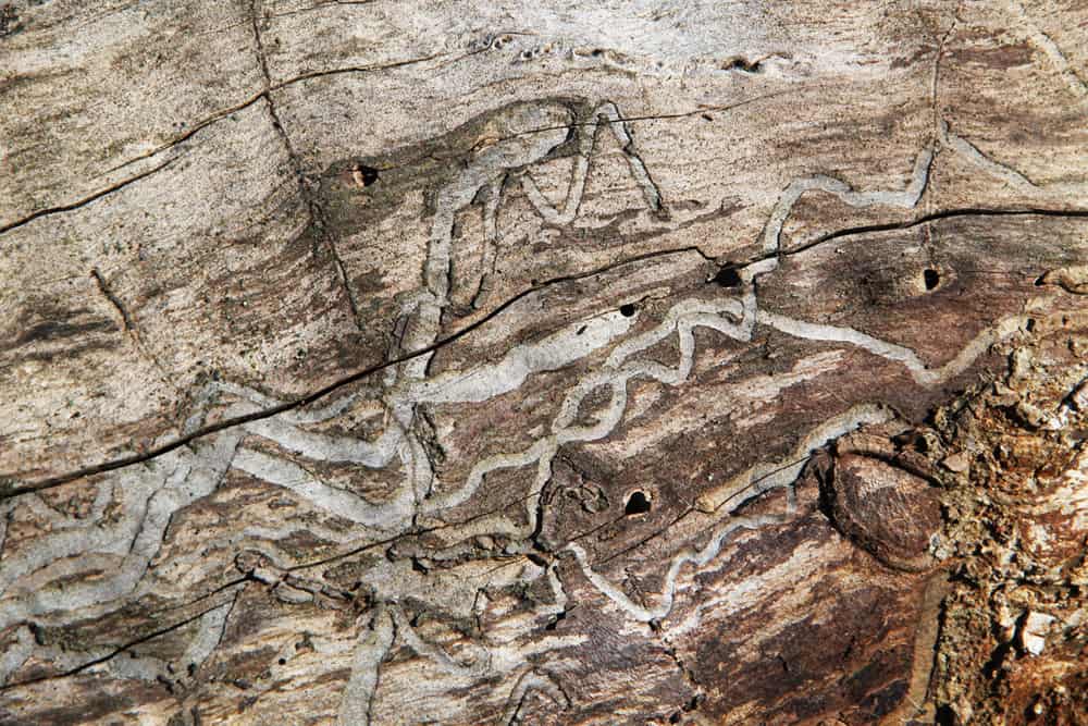 Frassgänge im Holz.