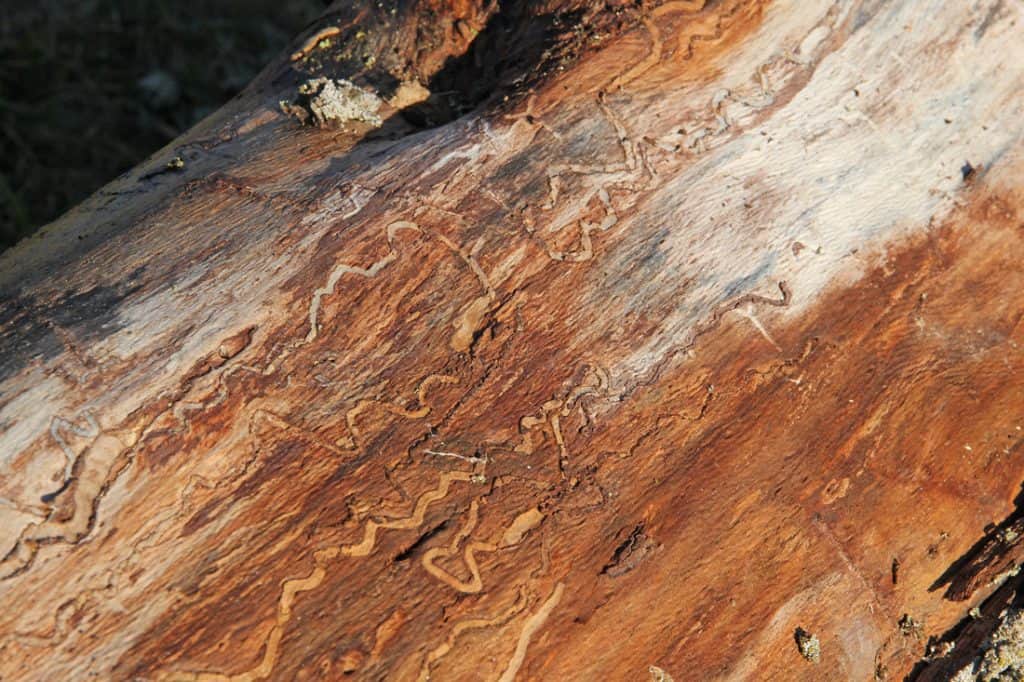 Spuren im Holz, von Käfer und Larven.