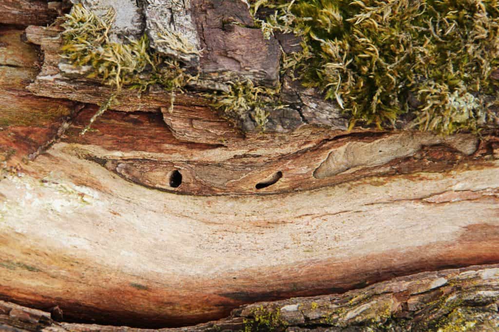 Löcher und Frassspuren im Holz.