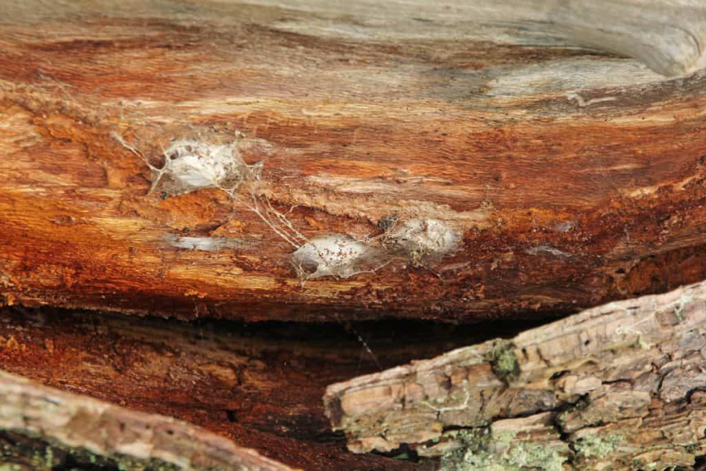 Gespinst im Totholz.