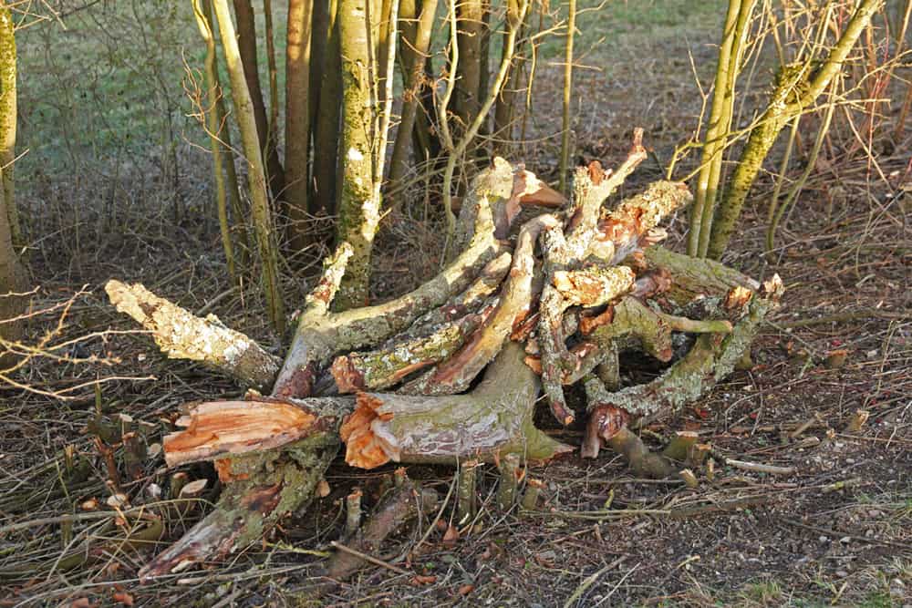 Hecke aus Totholz bietet super Verstecke für Tiere.