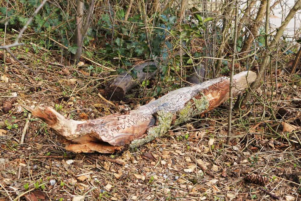 Totholz im Wald ist super für Tiere.