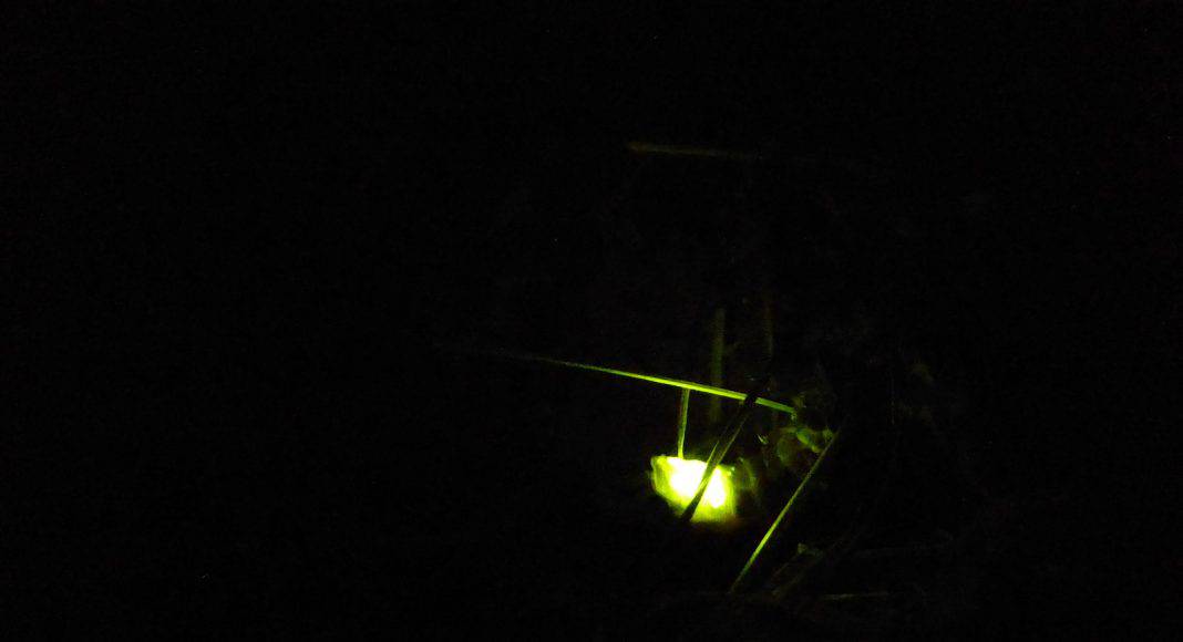 Die Glühwürmchen, welche Käfer sind und zu den Insekten gehören, leuchten wieder.