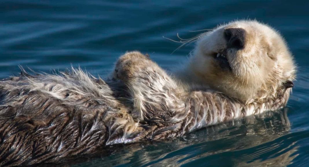 Seeotter treibt auf Wasser und döst vor sich hin.