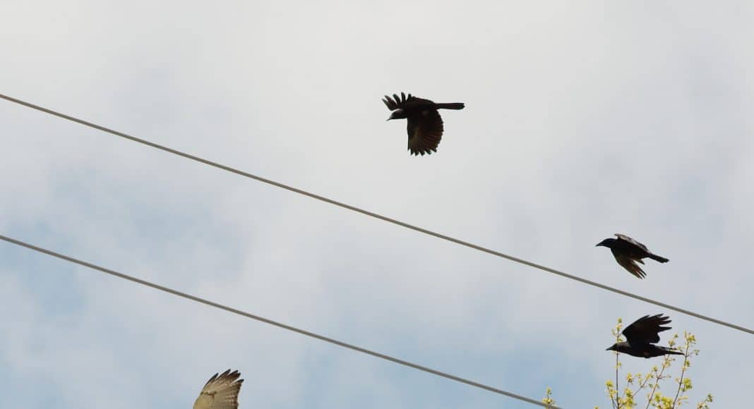 Greifvögel sind häufig Opfer von «Hassangriffen», die von Aaskrähen oder Kolkraben ausgehen.