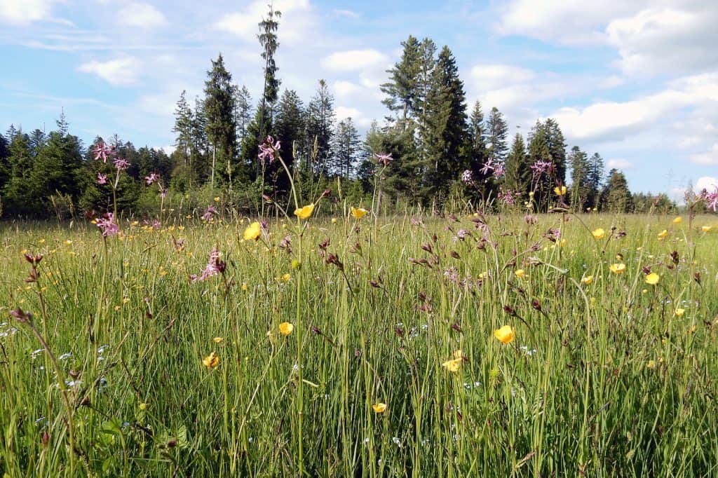 Biodiversitätsförderflächen mit hoher Qualität sind für die Artenvielfalt wichtig.