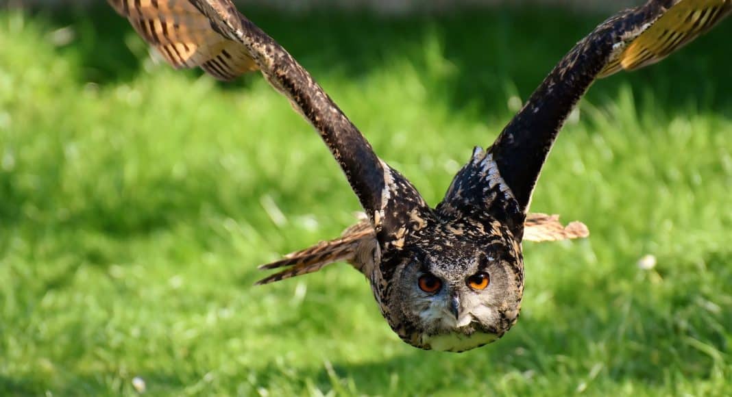 Uhu's und Greifvögel sollen in der Schweiz zukünftig sicher vor Stromleitungen sein.