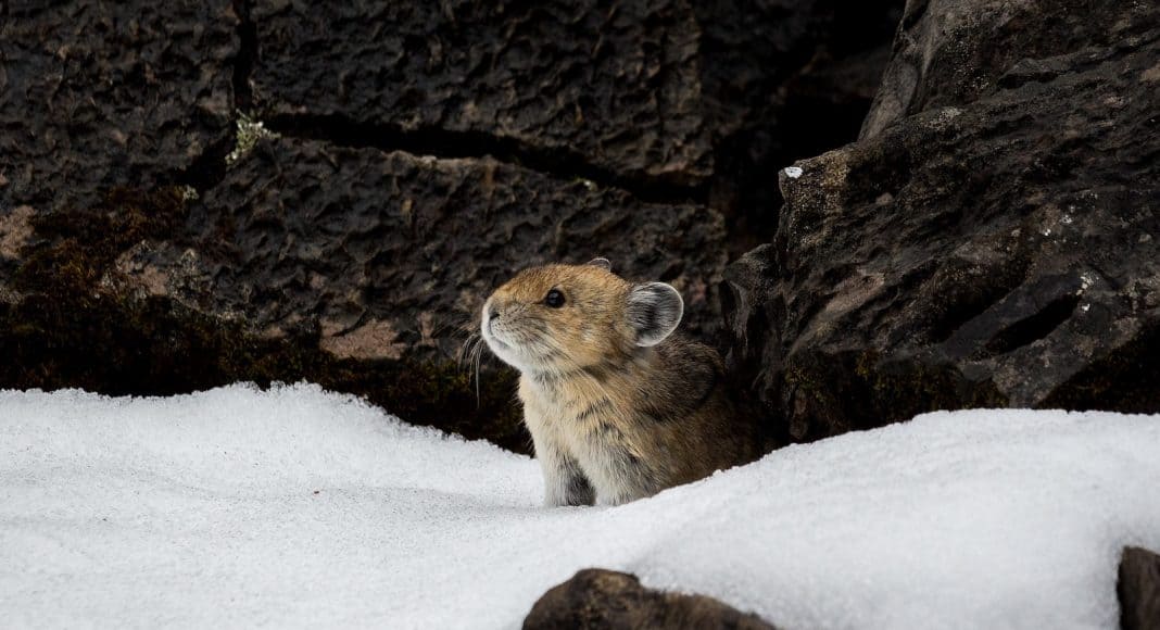 Pika, ein Pfeifhase, legt sich immer einen grossen Wintervorrat an.