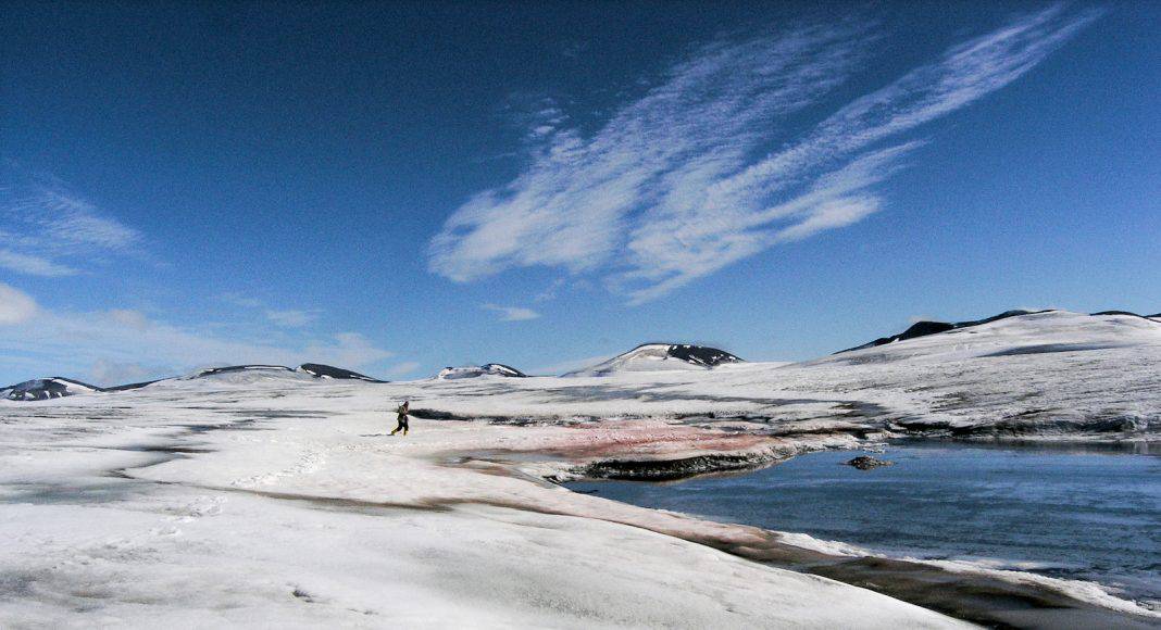 Schneefeld in den Spitzbergen mit blutroter Alge