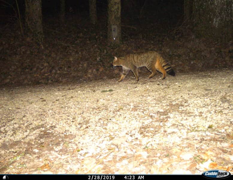 Eine Fotofalle nimmt das Bild einer Wildkatze auf.