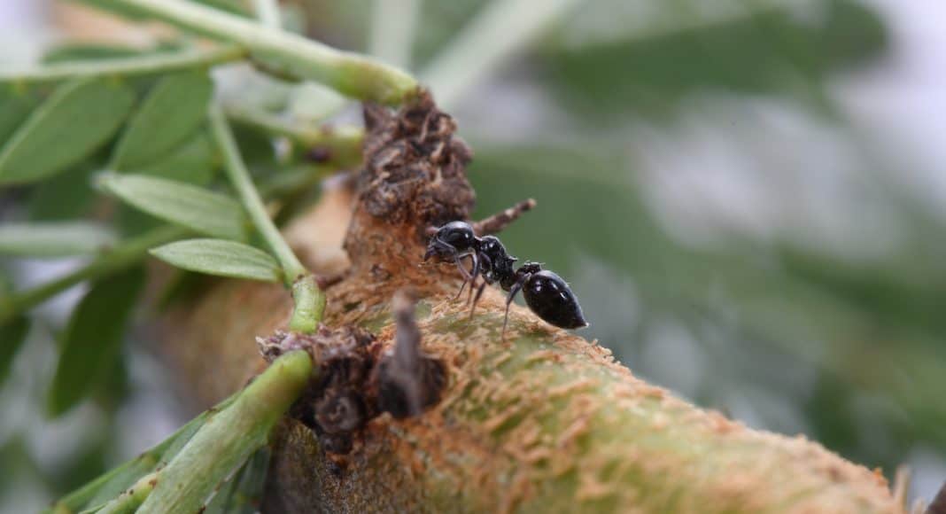 Ameise verteidigt Baum gegen Säugetiere.