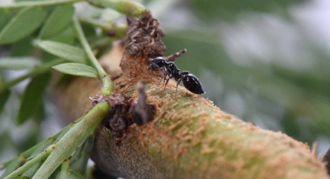 Ameise verteidigt Baum gegen Säugetiere.