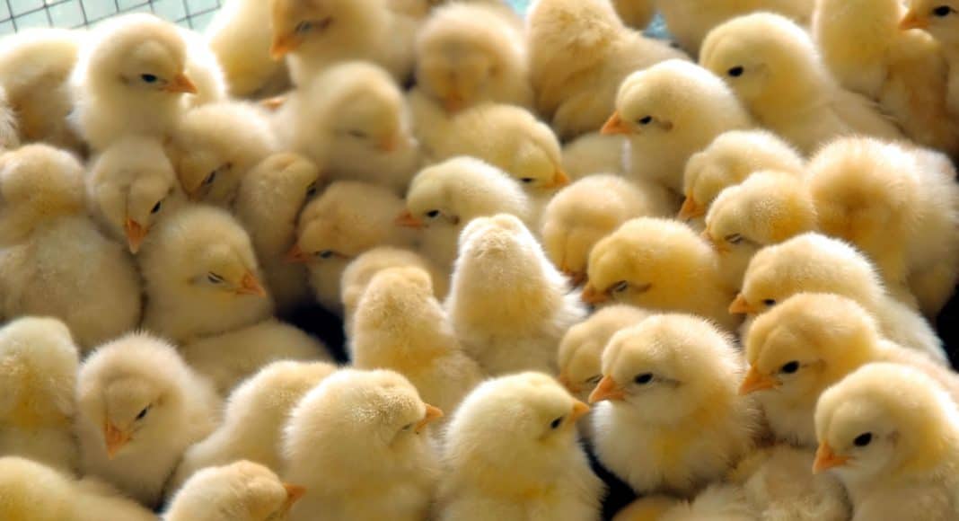 Bibeli, junge Hühner, werden nach der Geburt getötet, wenn sie das falsche Geschlecht haben.