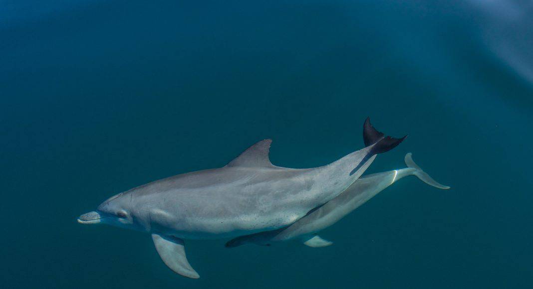 Delfine leiden unter Hitzewellen und somit unter dem Klimawandel: Weniger Nachwuchs wird geboren.