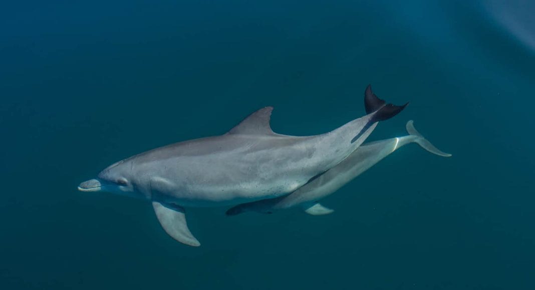 Delfine leiden unter Hitzewellen und somit unter dem Klimawandel: Weniger Nachwuchs wird geboren.
