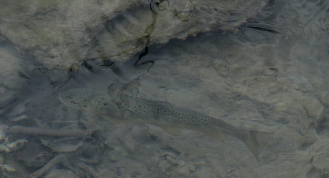 Der Fisch Bachforelle, leidet unter den Eintrag von Pestizid.