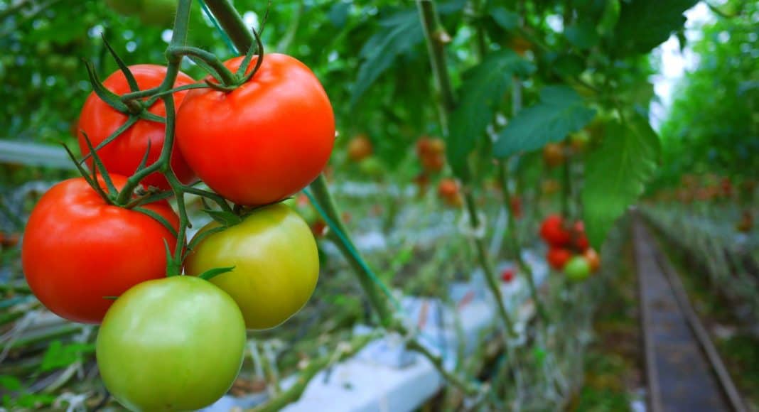 Tomaten im beheizten Gewächshaus haben eine besonders schlechte Klimabilanz.