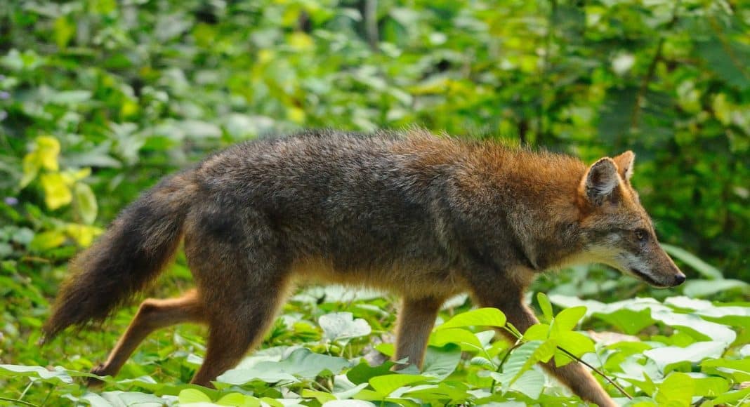 Goldschakal (Canis aureus) läuft durch einen Wald.
