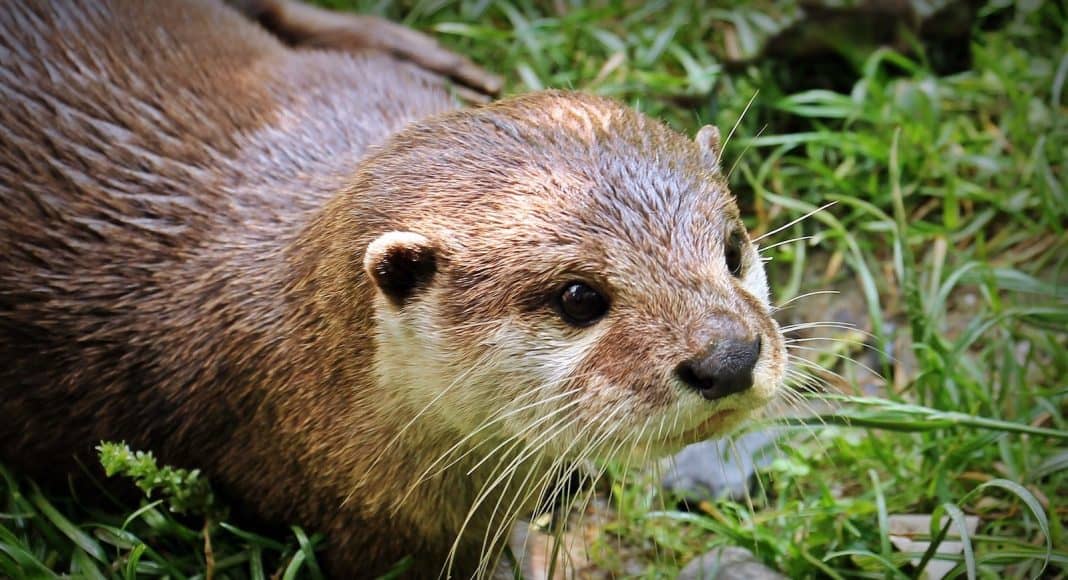 Fischotter erleben ein Comeback in der Schweiz und haben sogar Nachwuchs.