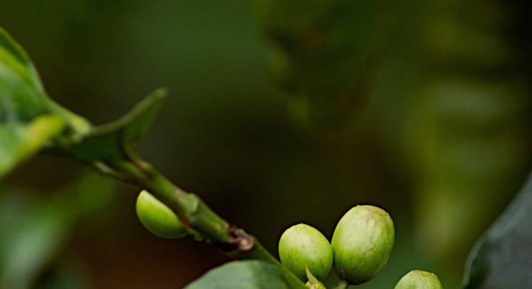 Kaffeepflanze mit Früchte.