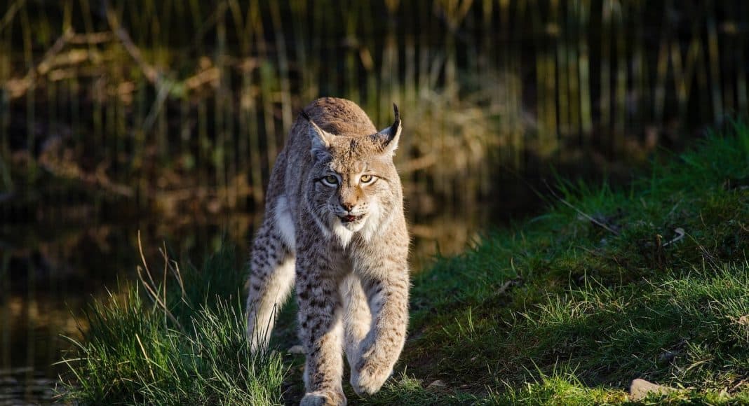 Wildtier Luchs streift durch den Wald.