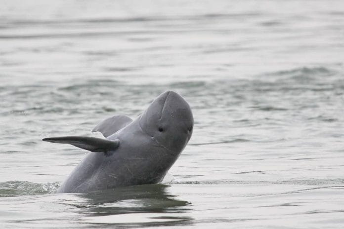 Mekong-Irawadi-Delfin ist etwas weniger bedroht.