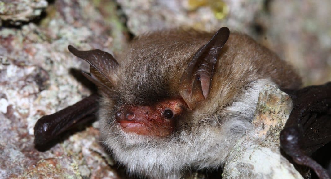 Eine neue Fledermaus wurde in der Schweiz entdeckt: Die Myotis crypticus