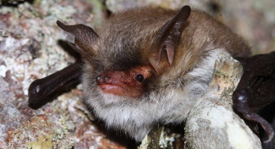 Eine neue Fledermaus wurde in der Schweiz entdeckt: Die Myotis crypticus