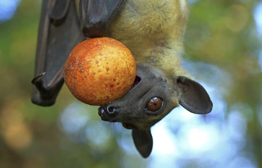 Palmenflughund hat eine Frucht im Maul.