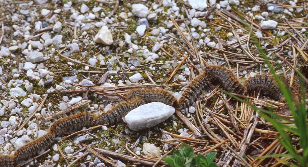 Der Prozessionsspinner laufen hintereinander in Reih und Glied.