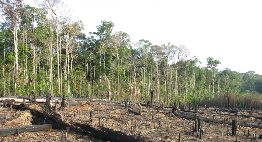 Rodung und weitere Faktoren treiben den Artenverlust weiter an.