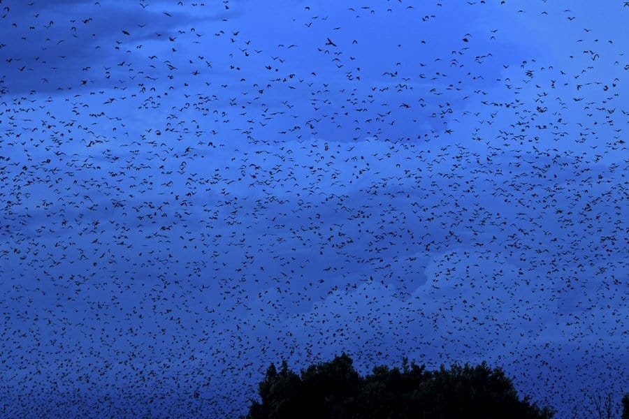 Ein Schwarm von Palmenflughunde verdunkeln den Himmel.