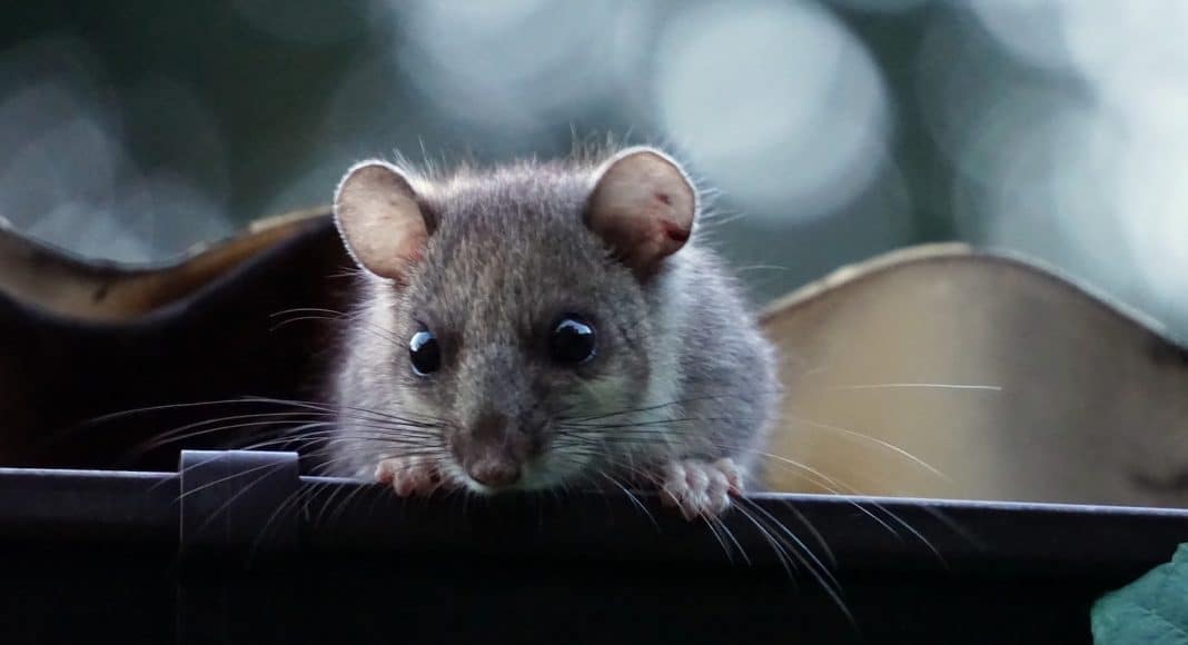 Der Nachwuchs von Siebenschläfern mit einer Webcam beobachten.