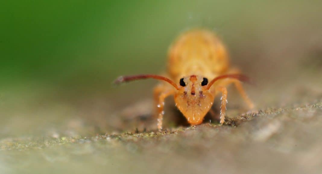 Organismen im Boden, wie der Springschwanz hier, sind wichtig für die Biodiversität.