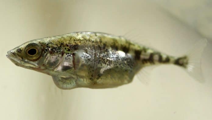 Parasiten geben ihren Nachkommen die Genetik weiter, die das Verhalten der Wirte, hier ein Stichling, besonders stark beeinflusst.