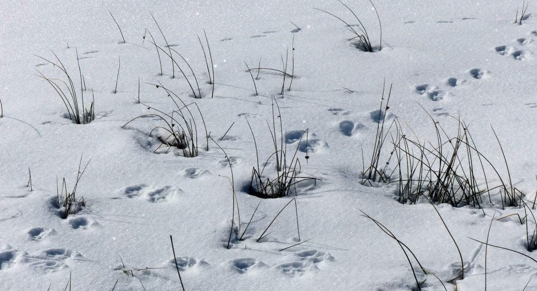 Tierspuren im winterlichen Schnee.