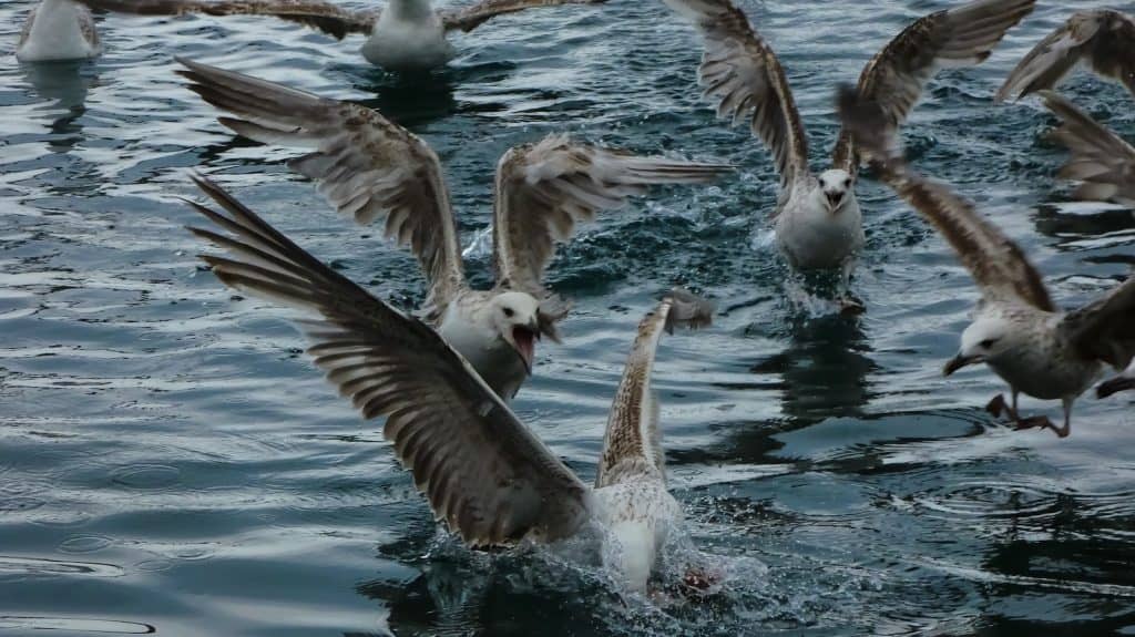 Möwen stürtzen sich auf Futter, das ins Wasser geworfen wird.