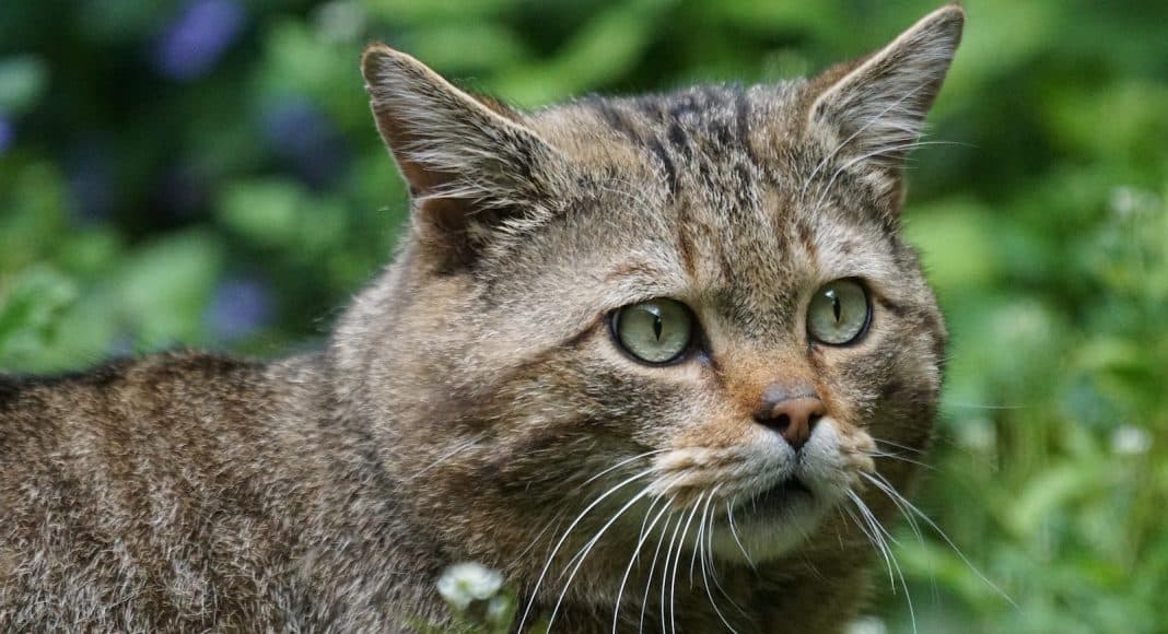 Die Wildkatze kehrt in die Schweiz zurück.