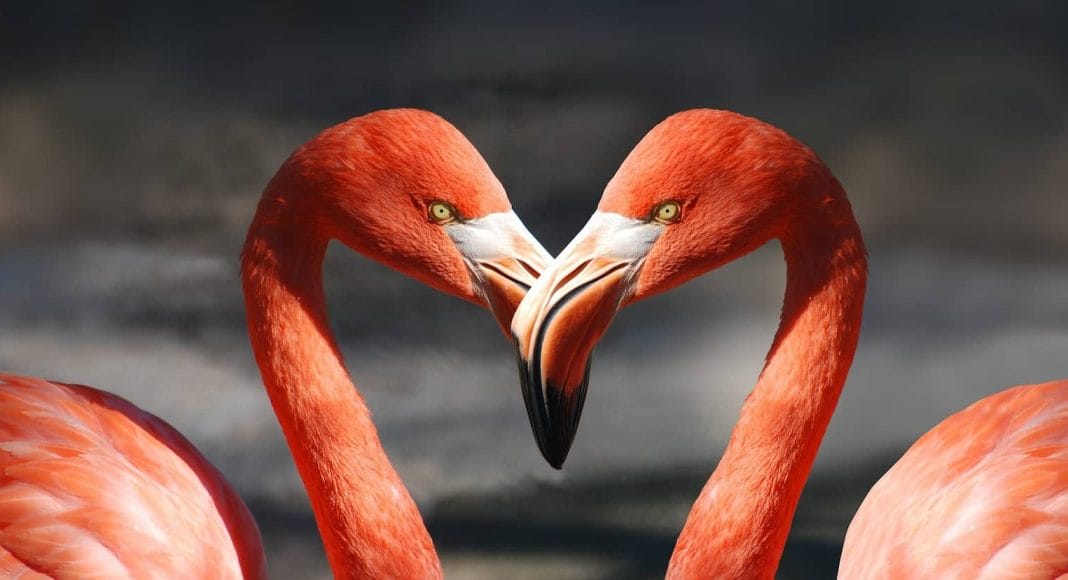 Flamingos führen einen spannenden Paarungstanz auf.